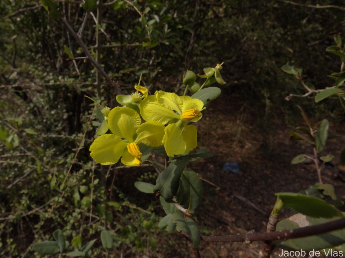 Ochna obtusata DC.